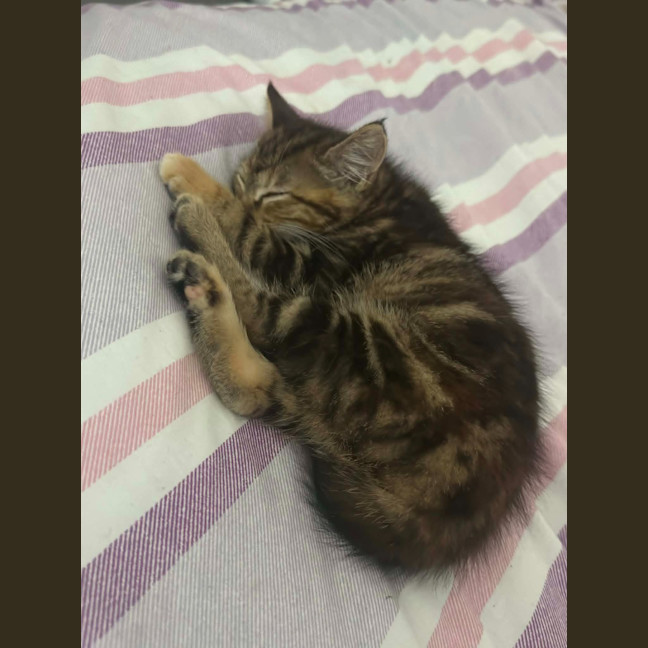 Photo of Tiger 🐯