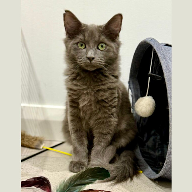 Photo of Mister
