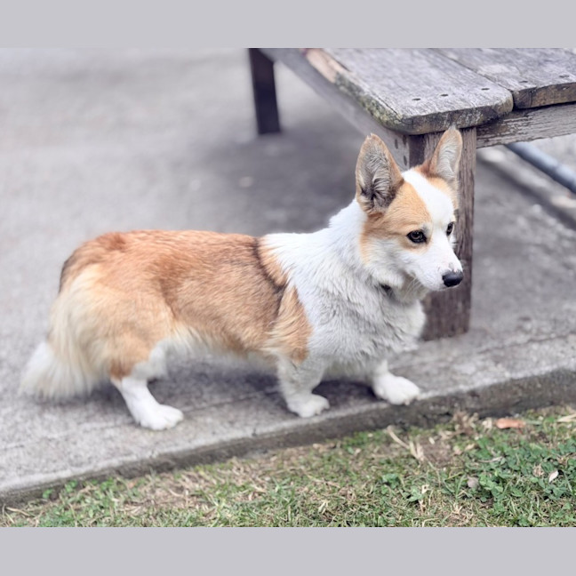 Photo of Lady 