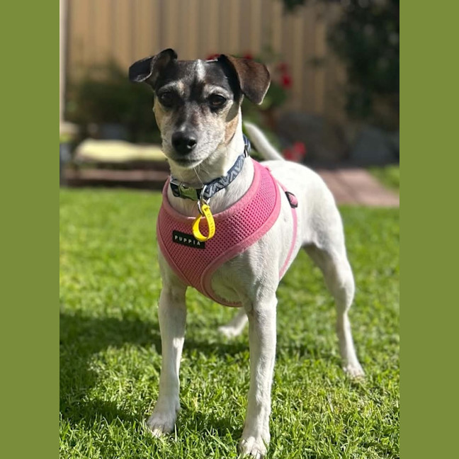 Photo of Dixie