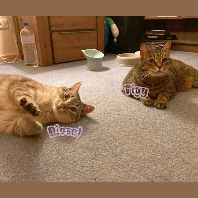 Photo of Tigg (14yrs) & Diesel (9yrs)