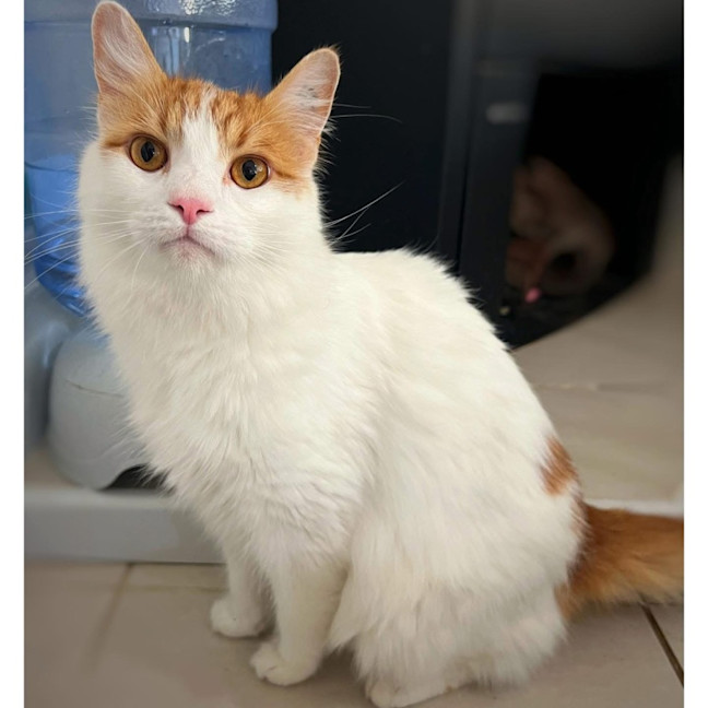 Photo of 8806   Oreo