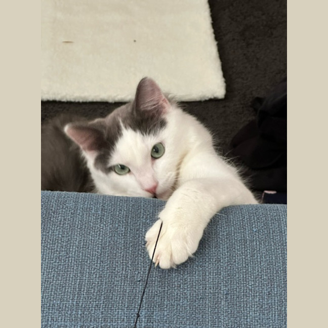 Photo of Rufus