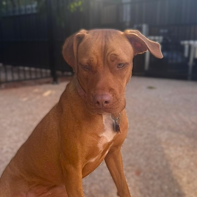Photo of Clover