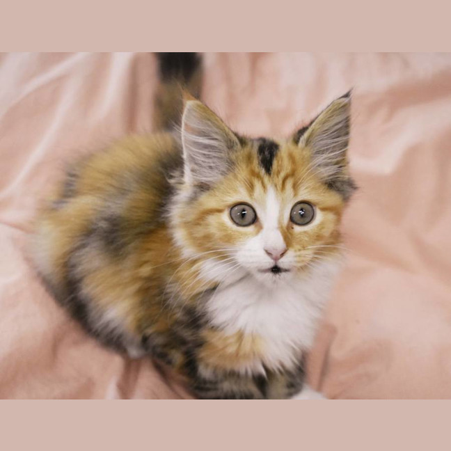 Photo of Mia