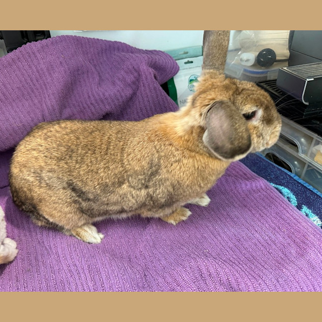 Photo of Cinnabun & Fawn