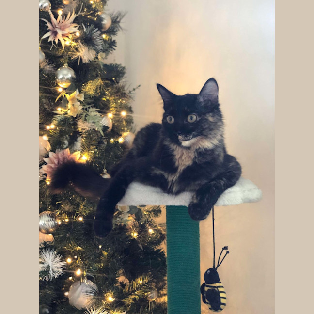 Photo of Annie 