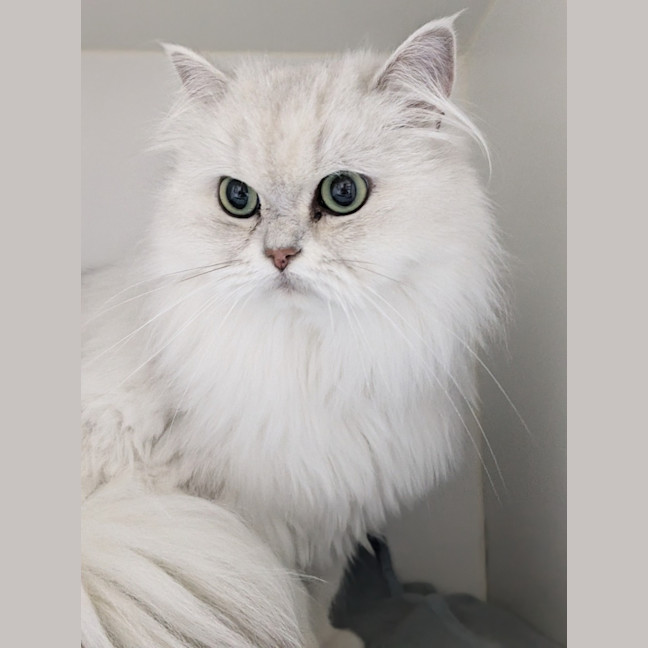 Photo of 🌞Cleocatra 5364 🌞