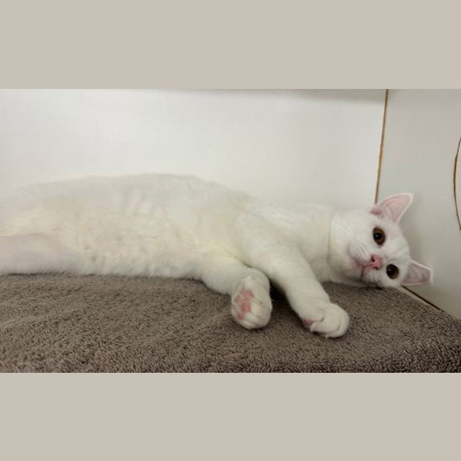 Photo of Harvey