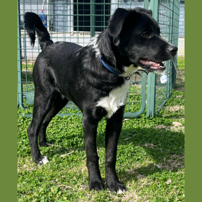 Photo of Pedro Pascal