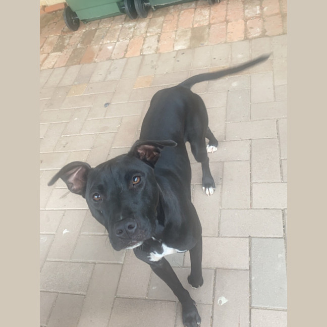 Photo of Ripley   1 Year Old Staffy X