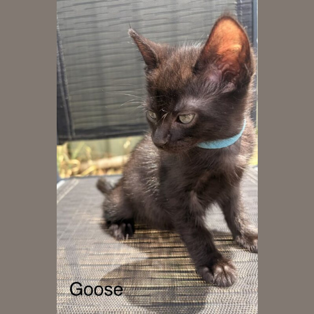 Photo of Goose