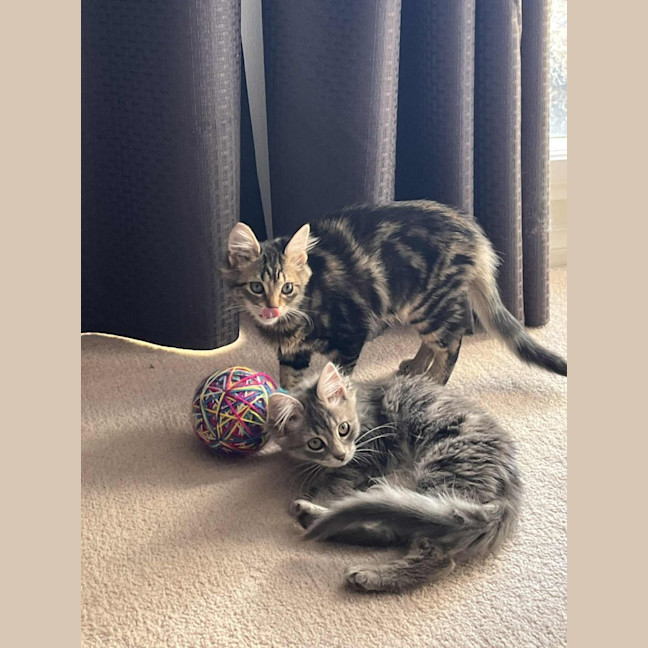 Photo of Bucket   In Foster Care In Greensborough