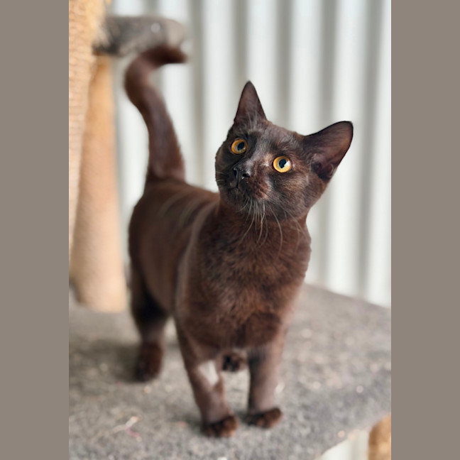 Photo of Flint