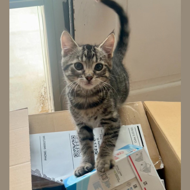 Photo of Pegi (Aka Tent Peg)