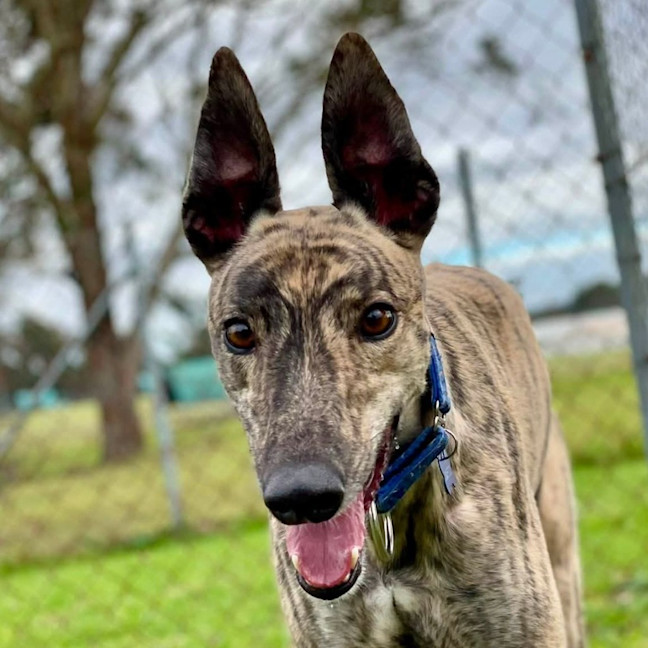 Photo of Martin The Greyhound