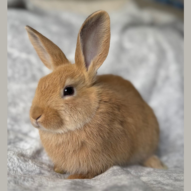 Photo of Corn (Bonded To Bean)