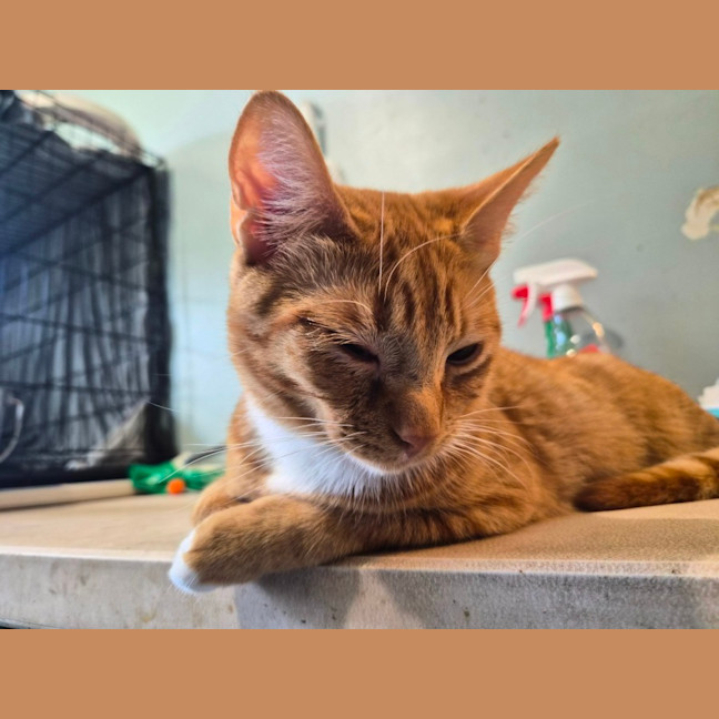 Photo of Zeus 🛡️ 