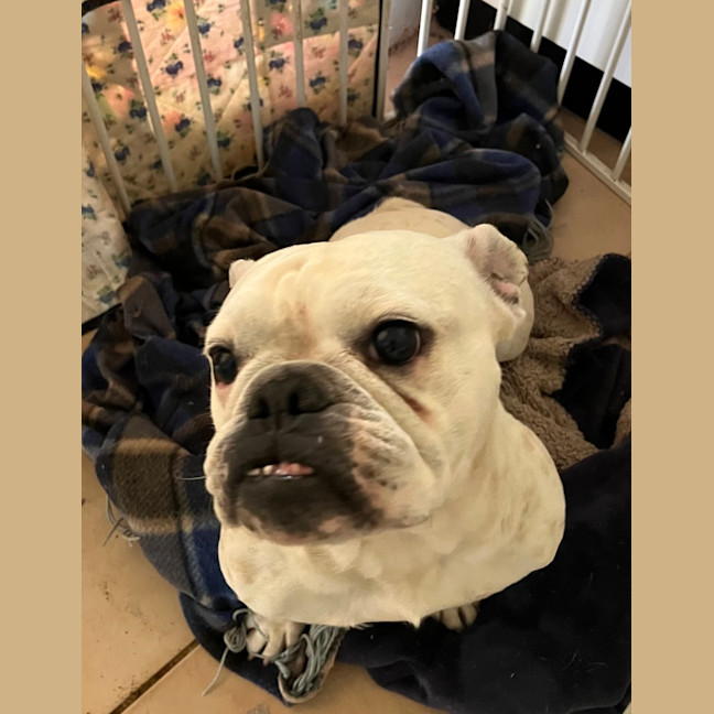 Photo of Chanel