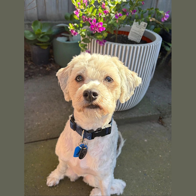Photo of Ollie (On Hold)