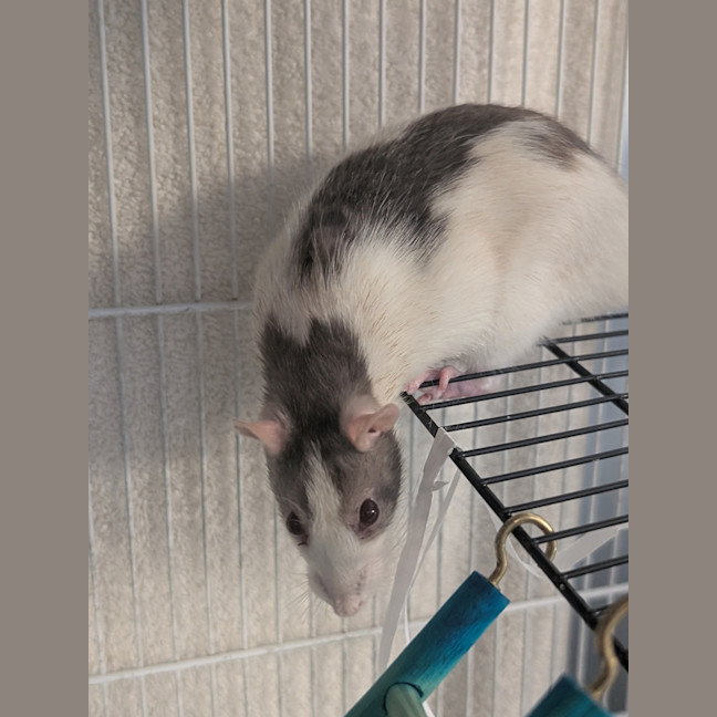 Photo of Cabbage, Joey And Pancake