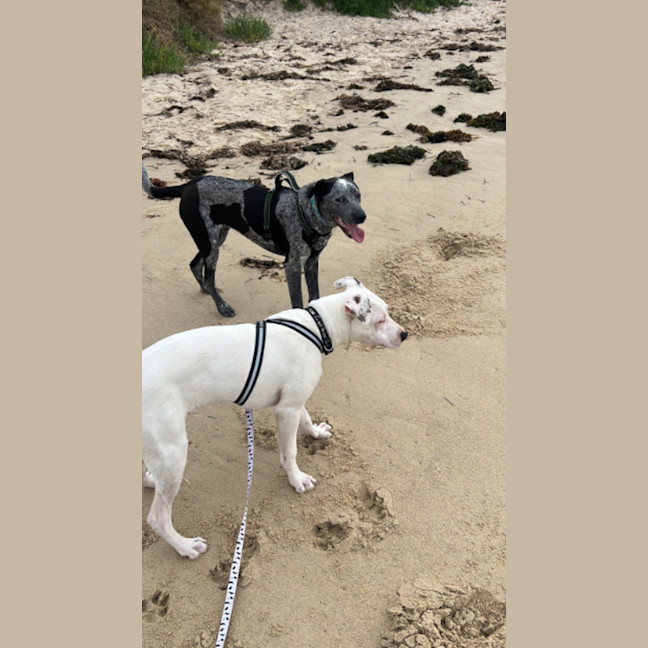 Photo of Maverick   9 Month Old Cattle Dog X (Trial)