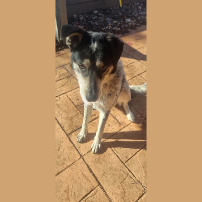 Photo of Jackaroo