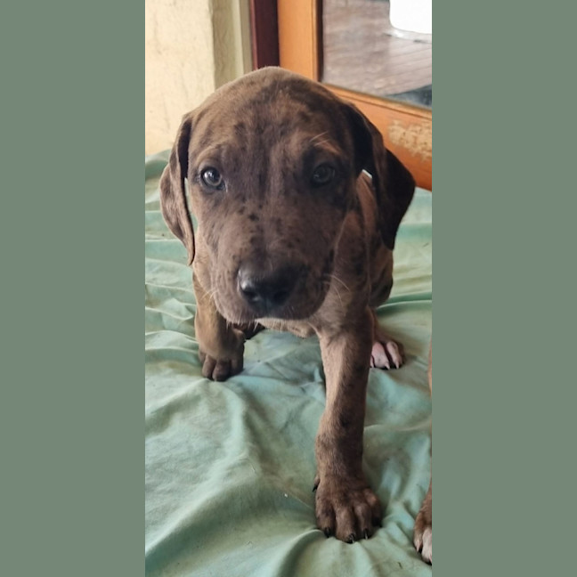 Photo of Nutmeg Puppy