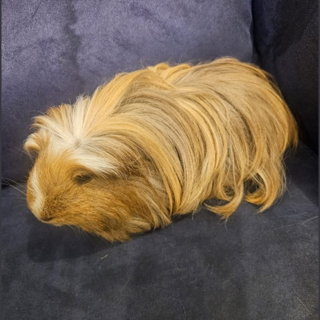 Photo of Blondie