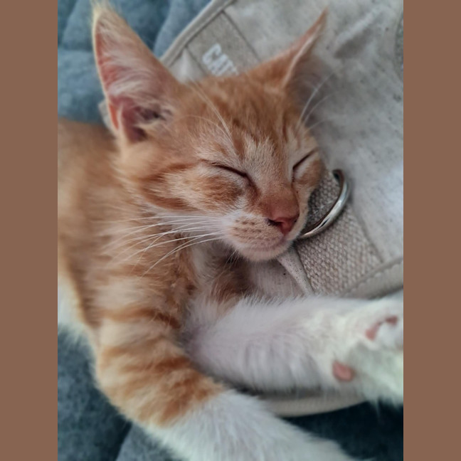 Photo of Lord Macoroni