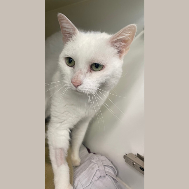 Photo of Snowbell