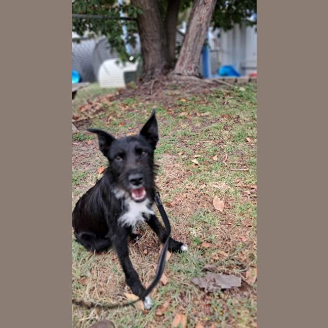 Photo of Smiffy