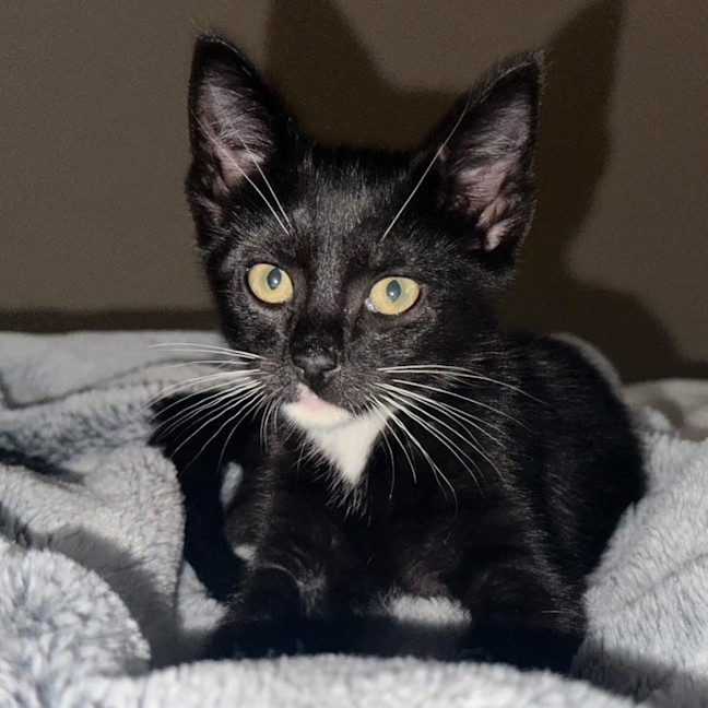 Photo of 12751   Dancing King