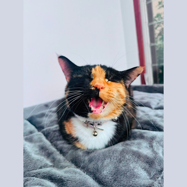 Photo of Fat Cat ❤️