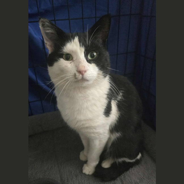 Photo of Frankie   4 Year Old Domestic Short Hair