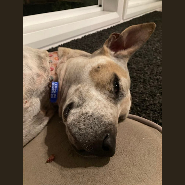 Photo of Sadie   2 Year Old Cattle Dog X