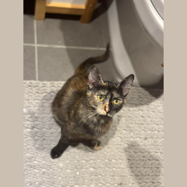 Photo of Stella
