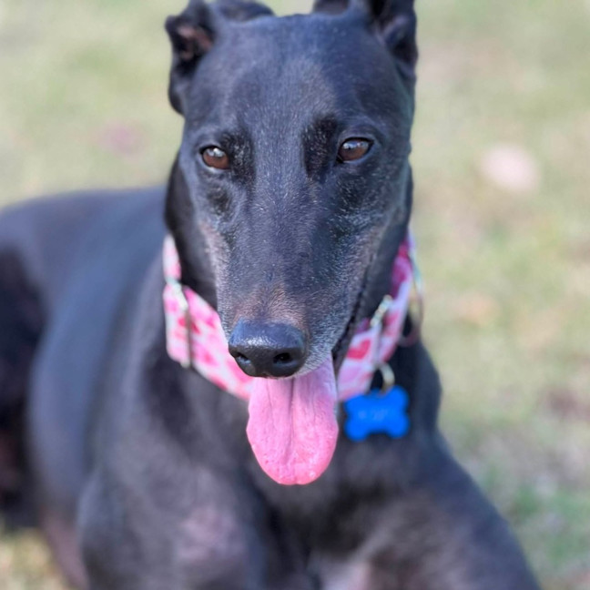 Photo of Rosko The Greyhound