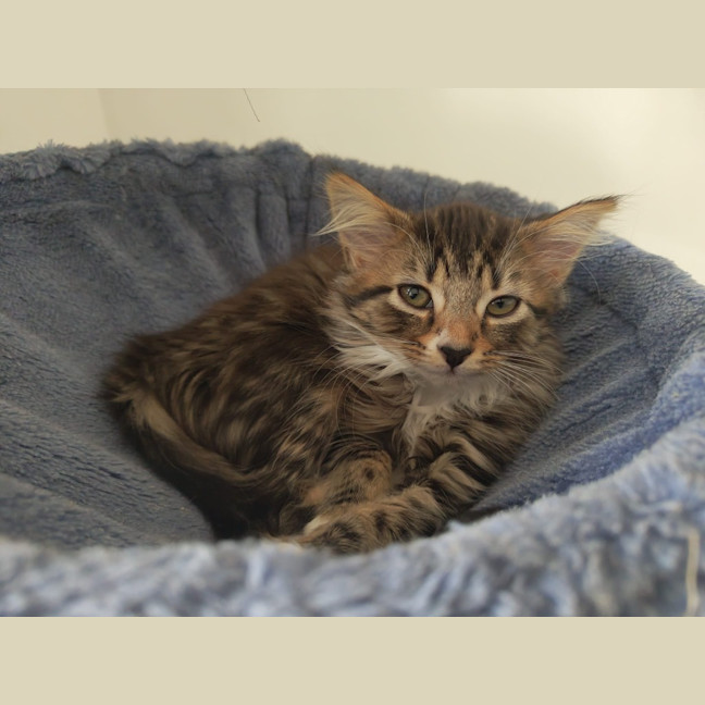 Photo of Chai