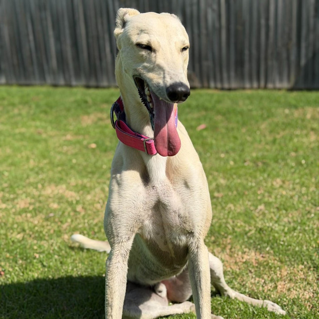 Photo of Tyson The Greyhound