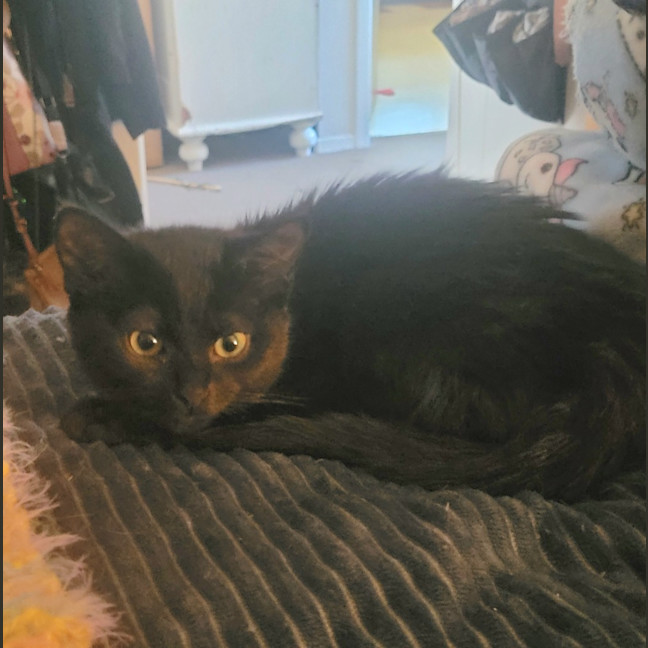Photo of Nova Moo
