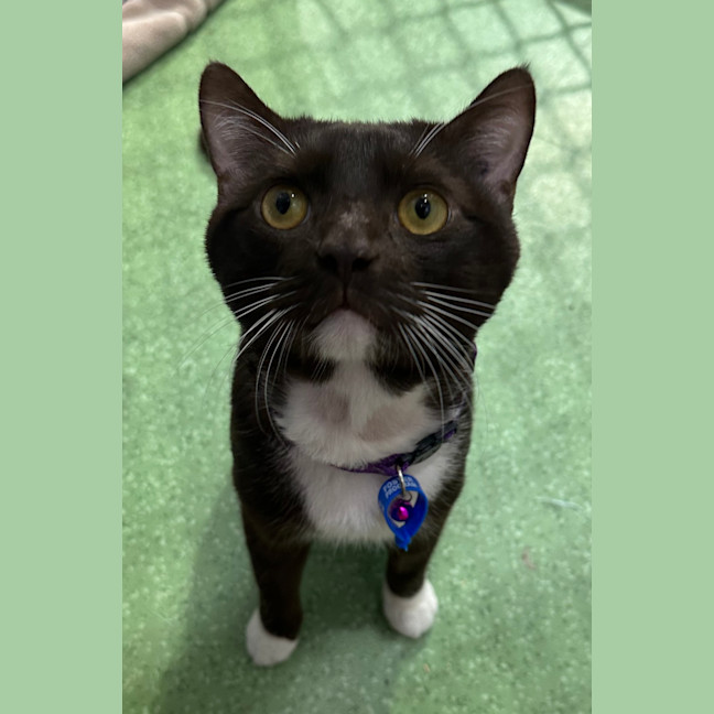 Photo of Romeo
