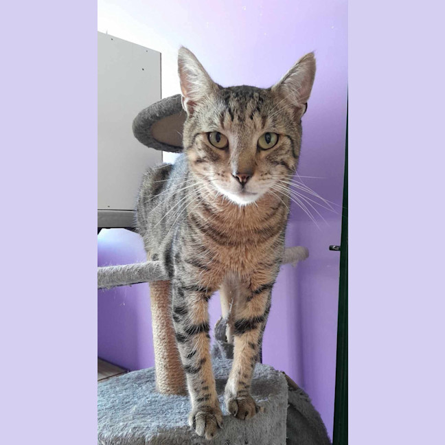 Photo of Pickles   2 Year Old Domestic Shorthair