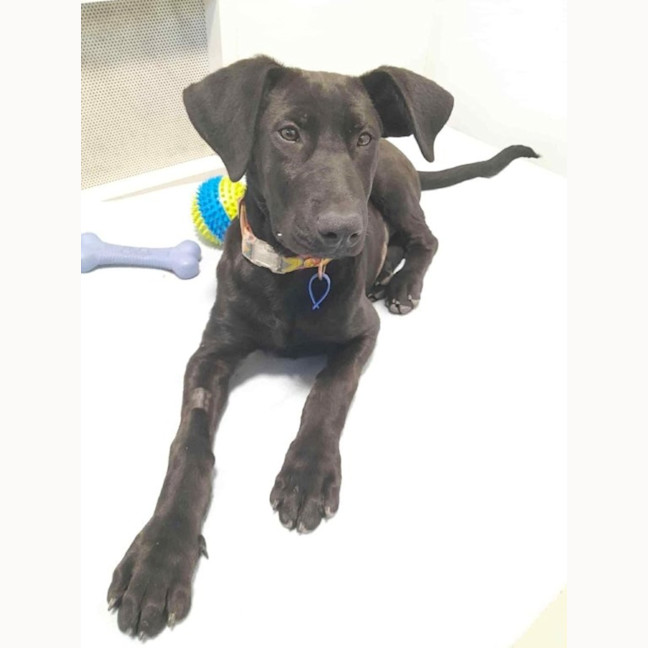 Photo of Elphaba   5 Month Old Shepherd X