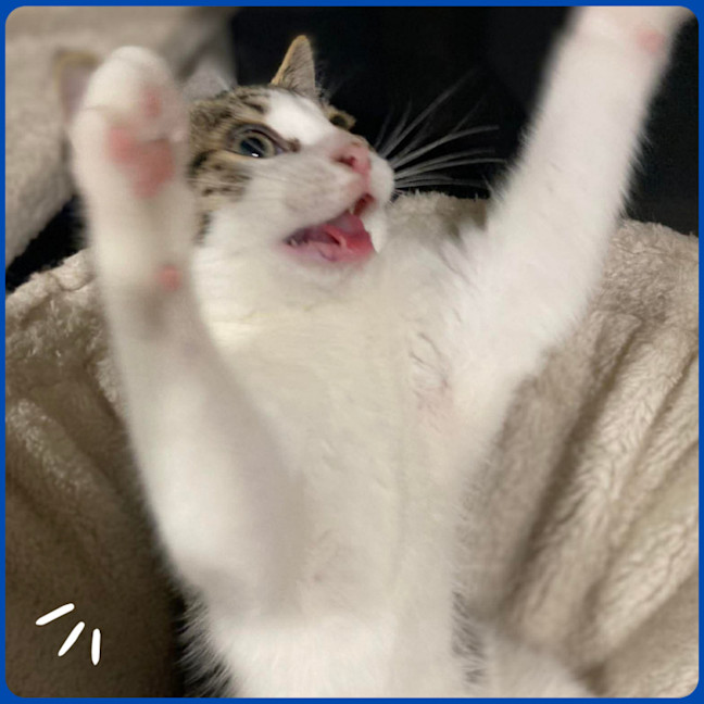 Photo of Dewie
