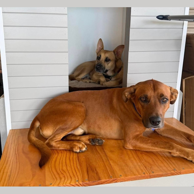 Photo of Bear   5 Year Old Ridgeback