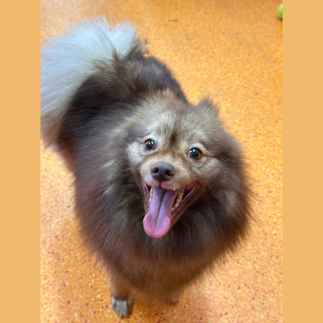 Photo of Rollo