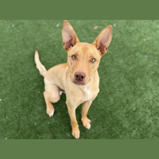 Photo of Flapjack Imp 89