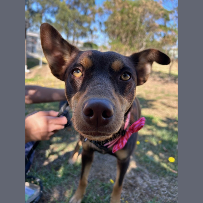 Photo of Annie