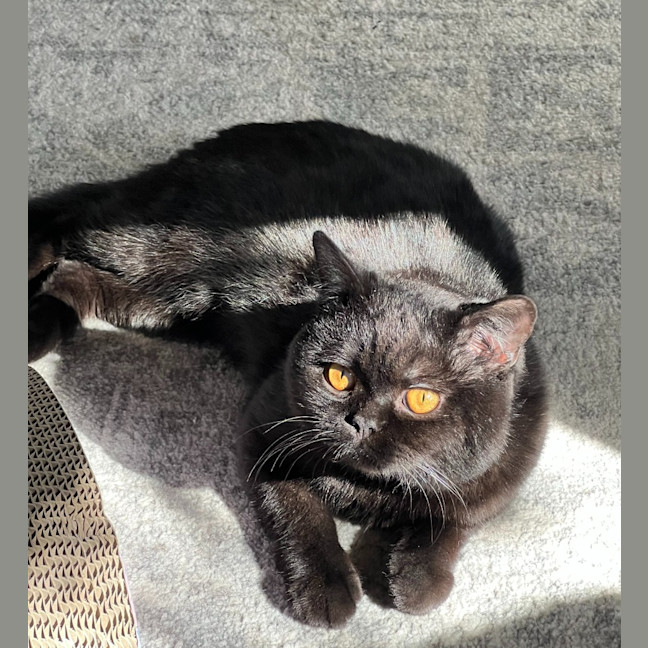 Photo of Shrimply Pibbles